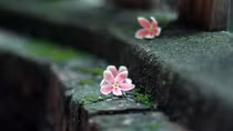Đi tuần trong đêm mùa xuân