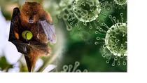Virus Nipah tái xuất tại Ấn Độ, Việt Nam tăng mức cảnh báo