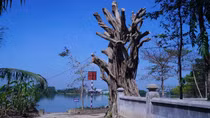 Ba cây cổ thụ hơn trăm tuổi tại khu vực di tích trơ thân sau ngày “Chủ nhật xanh”