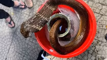 Mua bán rắn hổ mang chúa, một đối tượng bị khởi tố
