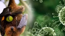 Chuyên gia khuyến cáo cách phòng, chống bệnh do virus Nipah