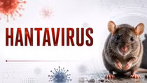 Bộ Y tế lên tiếng về nguồn lây virus Hanta trên tàu du lịch quốc tế