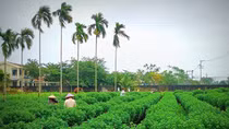 Hồi sinh mùa hoa kiểng Tết
