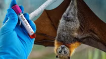 Thế giới cảnh giác với virus Nipah