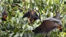 Bộ Y tế yêu cầu sẵn sàng điều trị người nghi mắc virus Nipah