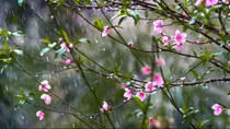 Mùa xuân đầu tiên