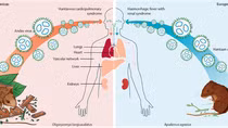 Ba người tử vong trên tàu du lịch Đại Tây Dương nghi nhiễm virus hiếm gặp