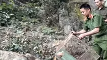 Công an các địa phương liên tiếp giải cứu, tái thả hàng trăm cá thể động vật hoang dã