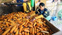 Xuân về với đồng bào dân tộc Mông ở Sơn La