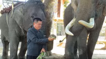 Xuân về, sống lại ký ức “vua voi”