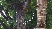 Hà Nội đề xuất phải xin phép nếu muốn giăng đèn trang trí lên cây xanh