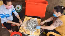 Mùa cá lìm kìm ở hồ Trị An