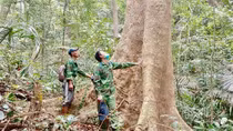 Quảng Trị mở lối kinh tế rừng bền vững