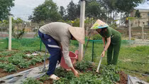 Trồng cây dược liệu – hướng đi mới trong công tác cai nghiện