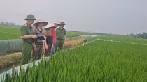 Báo động tình trạng dùng điện bẫy chuột khiến người mất mạng