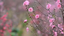 Mùa xuân con về bên mẹ