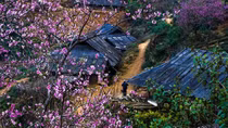 Xuân trên bản