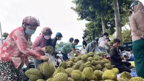 Vì sao giá nhiều mặt hàng trái cây chủ lực ở miền Tây liên tiếp chạm đáy?