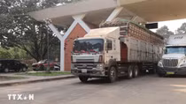 Khẩn trương giải tỏa ách tắc, thông quan kịp thời thực phẩm, hàng hóa