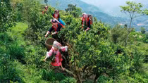 Lên Tà Xùa uống trà Shan tuyết
