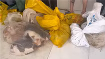 Nhiều đường dây trộm cắp, tiêu thụ chó, mèo tại TP Hồ Chí Minh bị triệt xóa