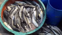 Cá bớp nuôi ở đảo Lý Sơn chết hàng loạt chưa rõ nguyên nhân