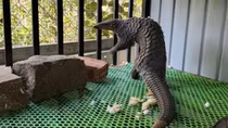 Người dân bất ngờ phát hiện tê tê java bò vào nhà