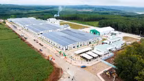 Sao Mai Agro: Chuẩn hóa từ vùng trồng đến nhà máy, nâng tầm nông sản Việt