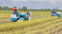 Cần nhiều giải pháp đồng bộ sớm ổn định thị trường lúa gạo Đồng bằng sông Cửu Long