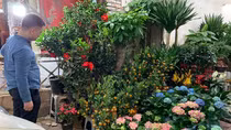 Thị trường hoa, cây cảnh Tết: Sức mua còn dè dặt