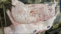 Đã xác định được người đóng dấu kiểm dịch sai đối với lợn bệnh của Công ty C.P. Việt Nam
