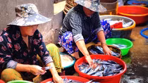 Long đong con cá, phận người