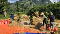 Công an xã giúp dân thu hoạch vụ lúa trước cơn bão số 11