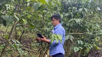 Vụ hơn 5,5ha cà phê rụng quả bất thường: Lấy mẫu phân bón xác định nguyên nhân