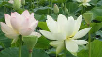 Đi vào thơ - tự mình lưu đày cùng chữ nghĩa