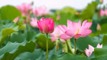 Mẹ ta giờ đã đi xa