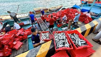 Ngư dân Quảng Trị "mở biển", chung tay chống khai thác bất hợp pháp