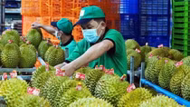 Đề xuất khoanh vùng báo động đỏ vùng trồng sầu riêng có nguy cơ cao