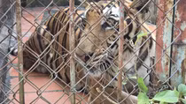 Giật mình cơ sở nuôi hổ, báo trái phép tại TP Hồ Chí Minh