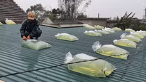 Ba người trong gia đình thương vong khi gia cố nhà chống bão