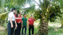 Agribank chi nhánh Trà Vinh đồng hành phát triển đặc sản Dừa sáp