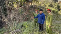 Như cây Sa mu giữa đại ngàn