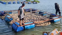 Quặn lòng nhìn 80 tấn cá sắp thu hoạch chết trắng trong hồ