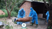 Phát hiện hàng trăm con lợn chết nghi do dịch bệnh tại cơ sở giết mổ