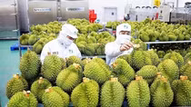 Làm gì để rau quả lấy lại đà xuất khẩu cao?