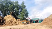 Phê bình địa phương vì để các cơ sở băm dăm hoạt động không phép