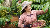 Hành trình 15 năm NESCAFÉ Plan và vai trò nâng tầm giá trị hạt cà phê Việt của người nông dân