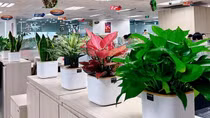 Xu hướng văn phòng xanh - Lợi thế tạo trải nghiệm đặc biệt cho khách thuê