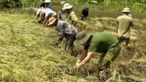Công an giúp người dân miền núi A Lưới thu hoạch lúa sau bão