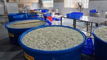 Giật mình với 13 tấn chân gà ngâm hoá chất tẩy trắng